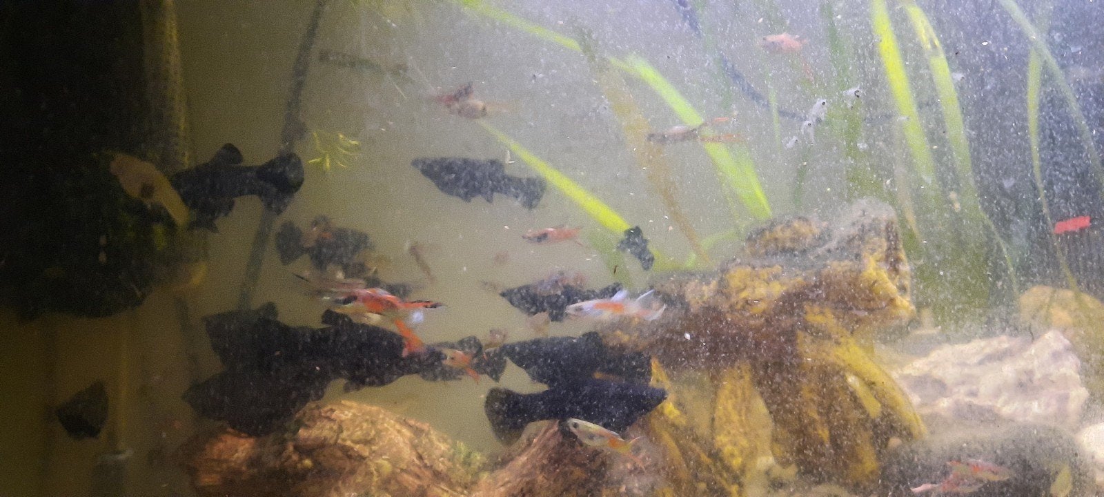 mollys noirs et guppys spéciaux, Poisson, Poisson d'eau douce