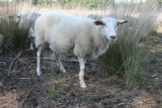 Gratis schaap dringend enkel bellen, Dieren en Toebehoren, Schaap