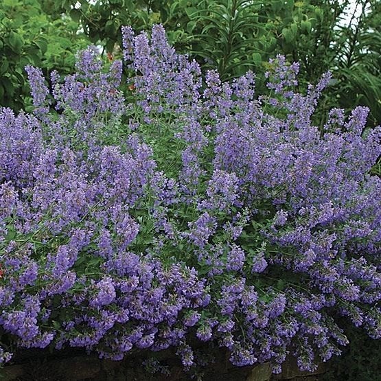 Nepeta  ( kattekruit  ), Tuin en Terras, Planten | Tuinplanten, Vaste plant, Ophalen