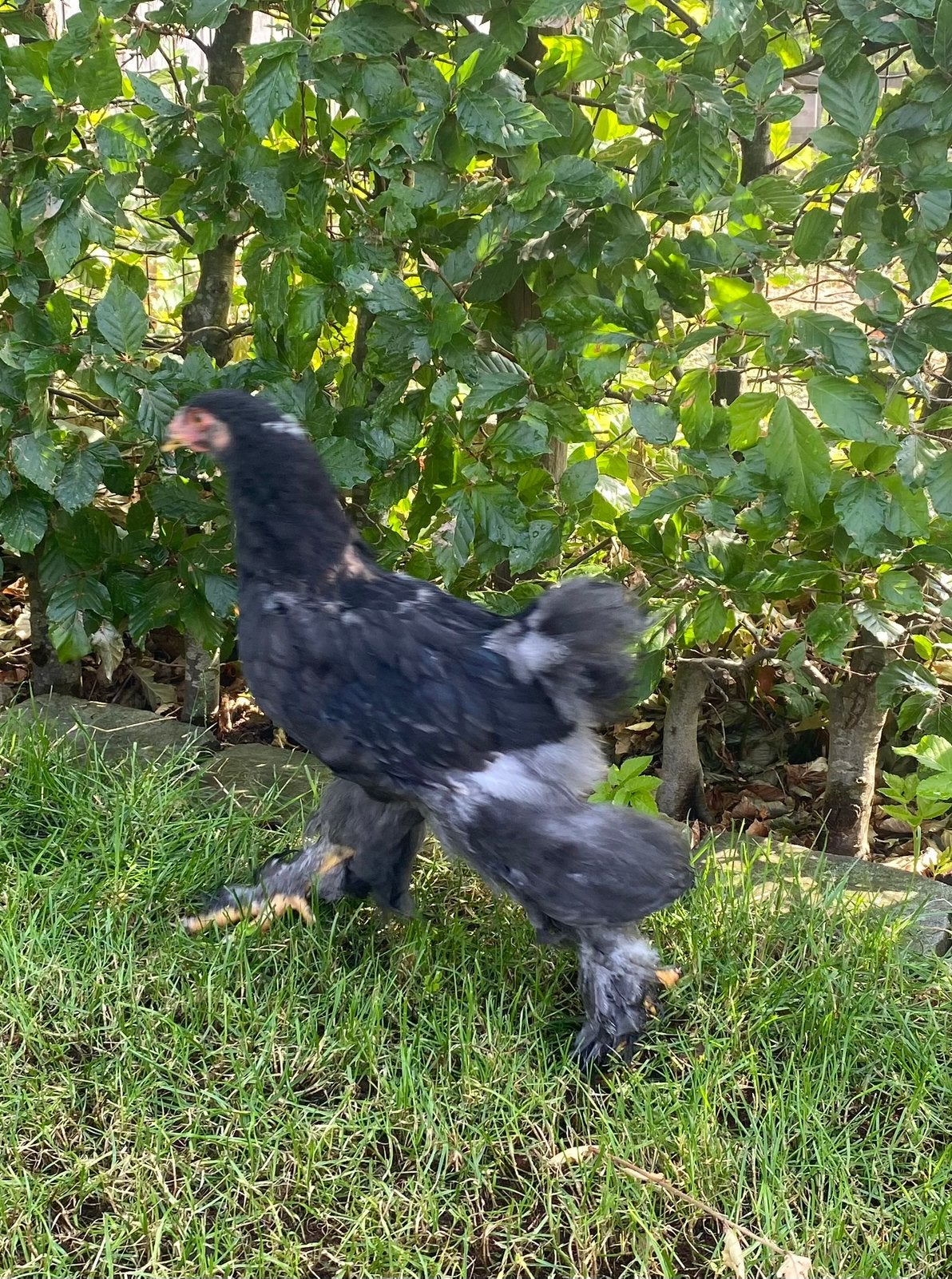 Te koop Brahma Zilverkwartel, Meerdere dieren, Kip