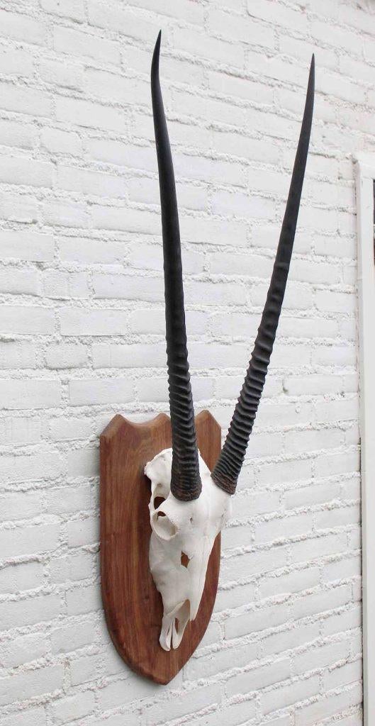 Grote SPIESBOK / ORYX op houten schild - ref. E (gewei), Verzamelen, Dierenverzamelingen, Zo goed als nieuw, Schedel, Wild dier