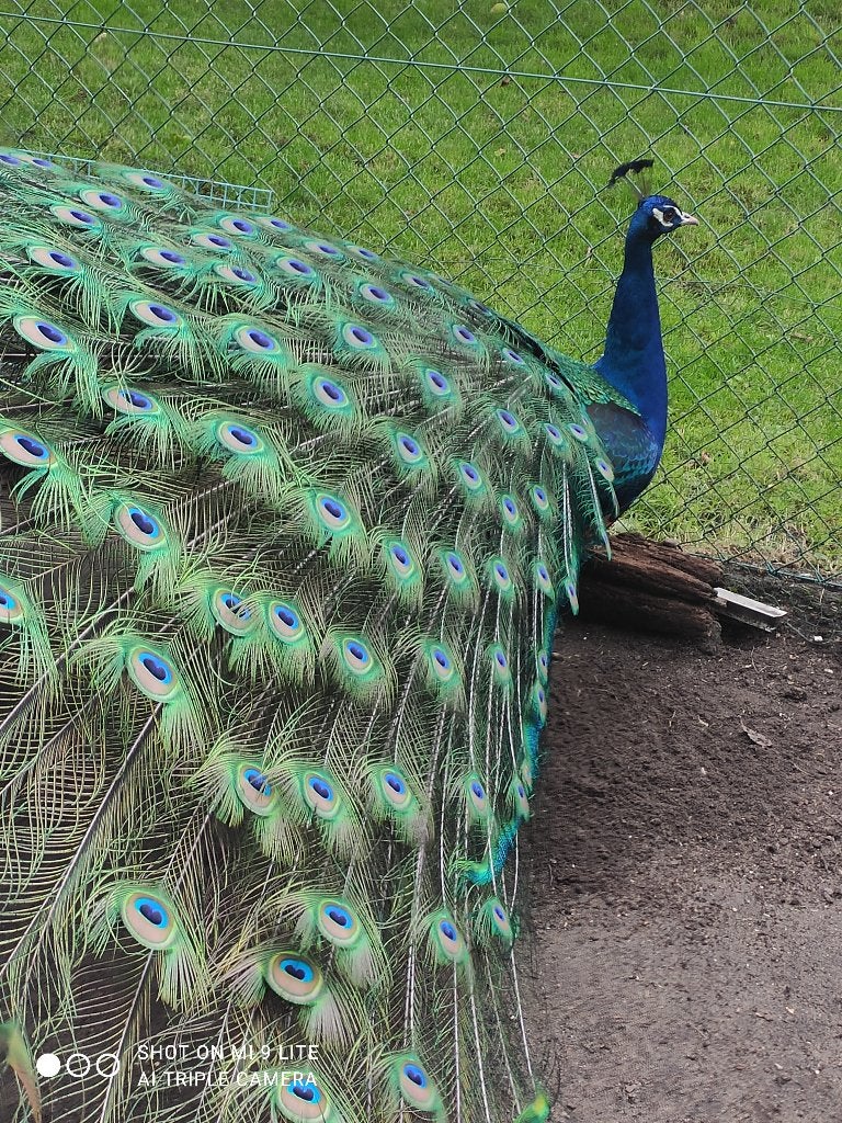 zwartvleugel pauw, Dieren en Toebehoren