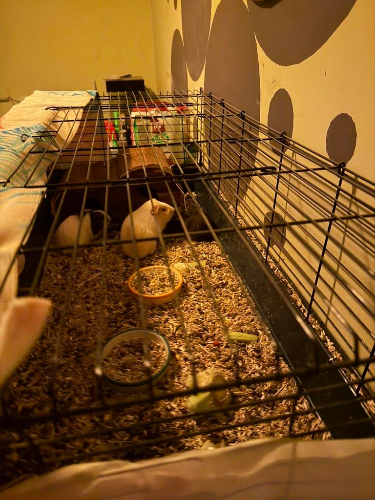 Cavia’s  gratis mama papa en 3 babys met hok alles erbij, Ophalen, Hok, Cavia