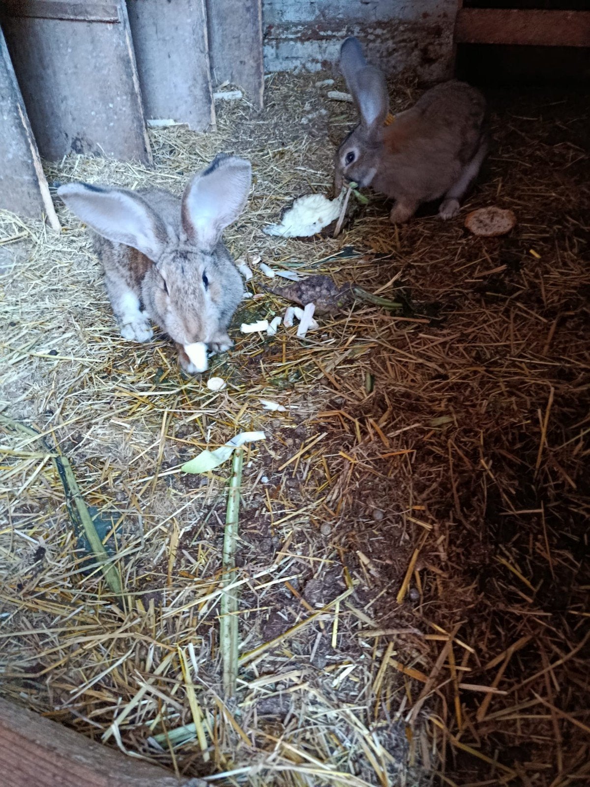 Vlaamse reuzen wild kleur, Dieren en Toebehoren