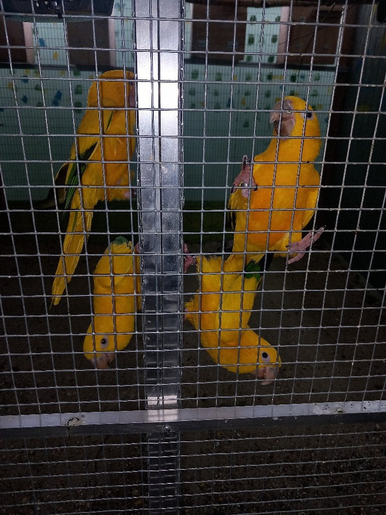 goudparkieten te koop of ruilen, Plusieurs animaux, Perruche, Domestique
