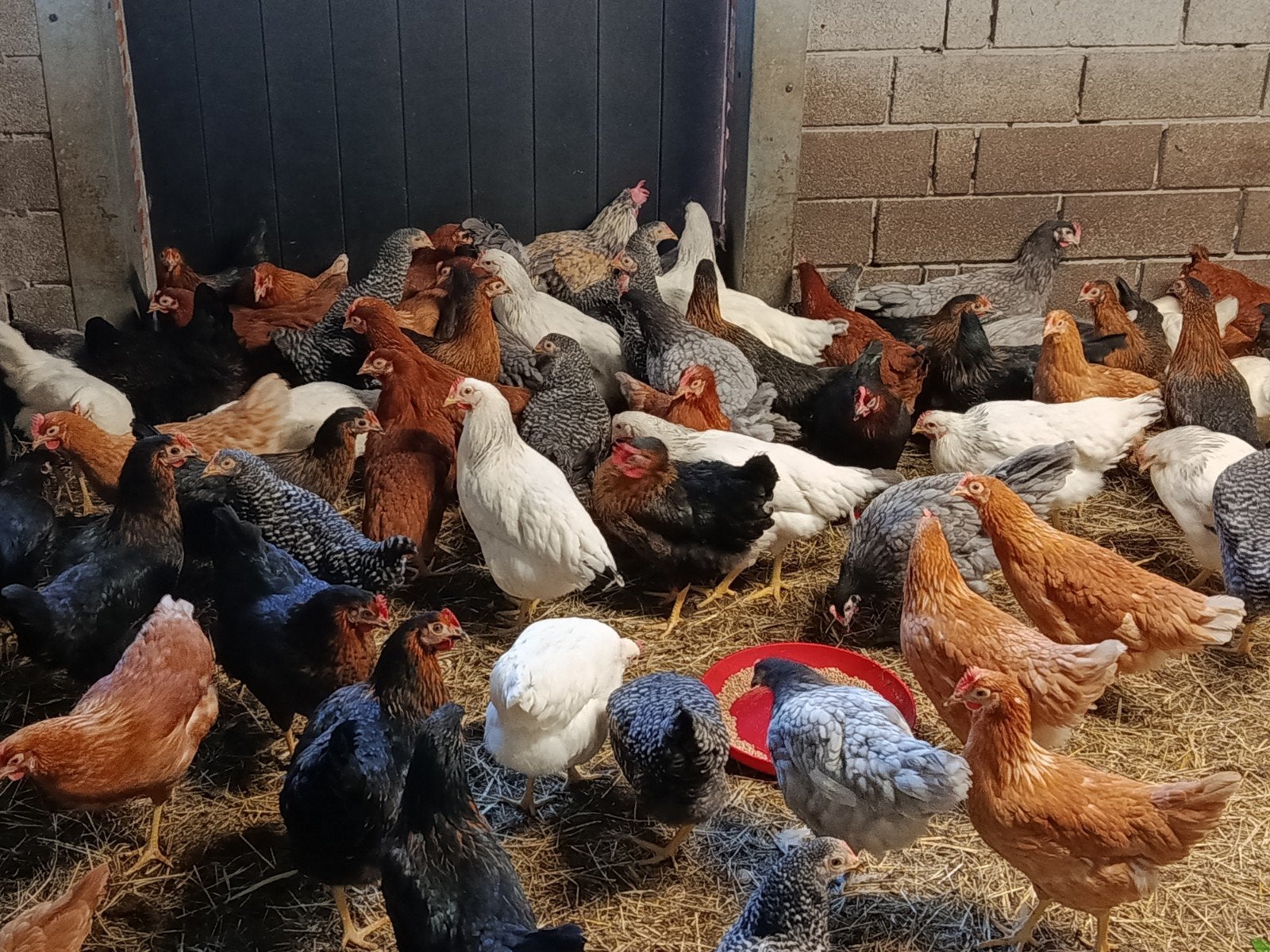 mooie legkippen in alle kleuren, Animaux & Accessoires, Volatiles, Poule ou poulet