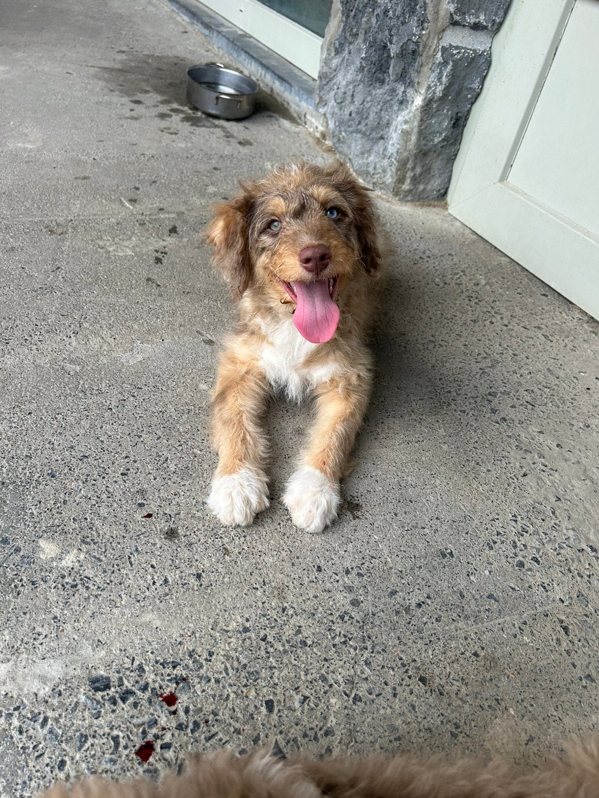 Mini Aussiedoodle, Dieren en Toebehoren, België, Reu, 8 tot 15 weken, Parvo