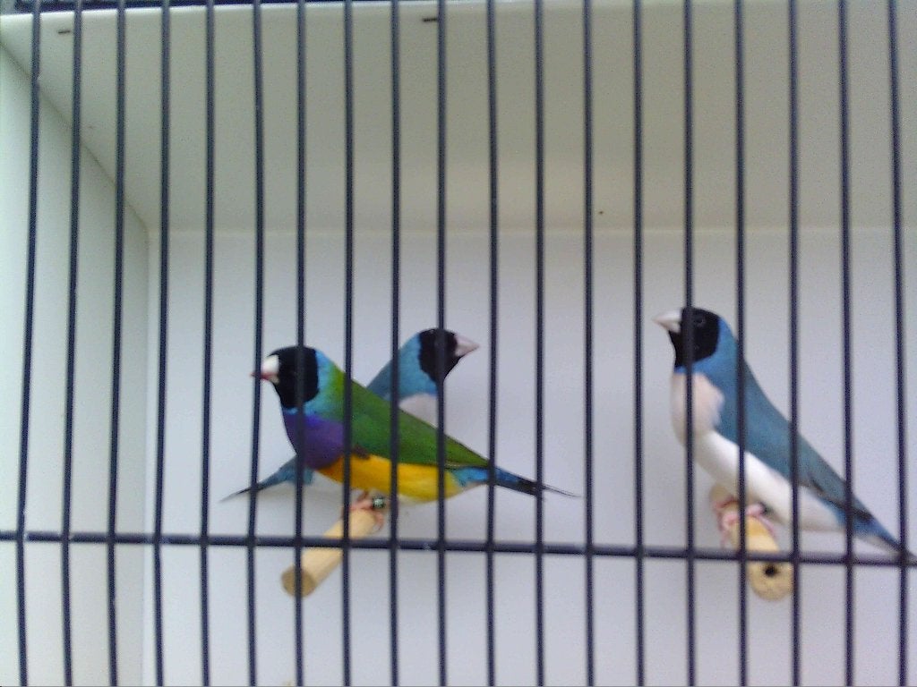 Goulds allen geringd 2026, Dieren en Toebehoren, Tropenvogel, Geringd