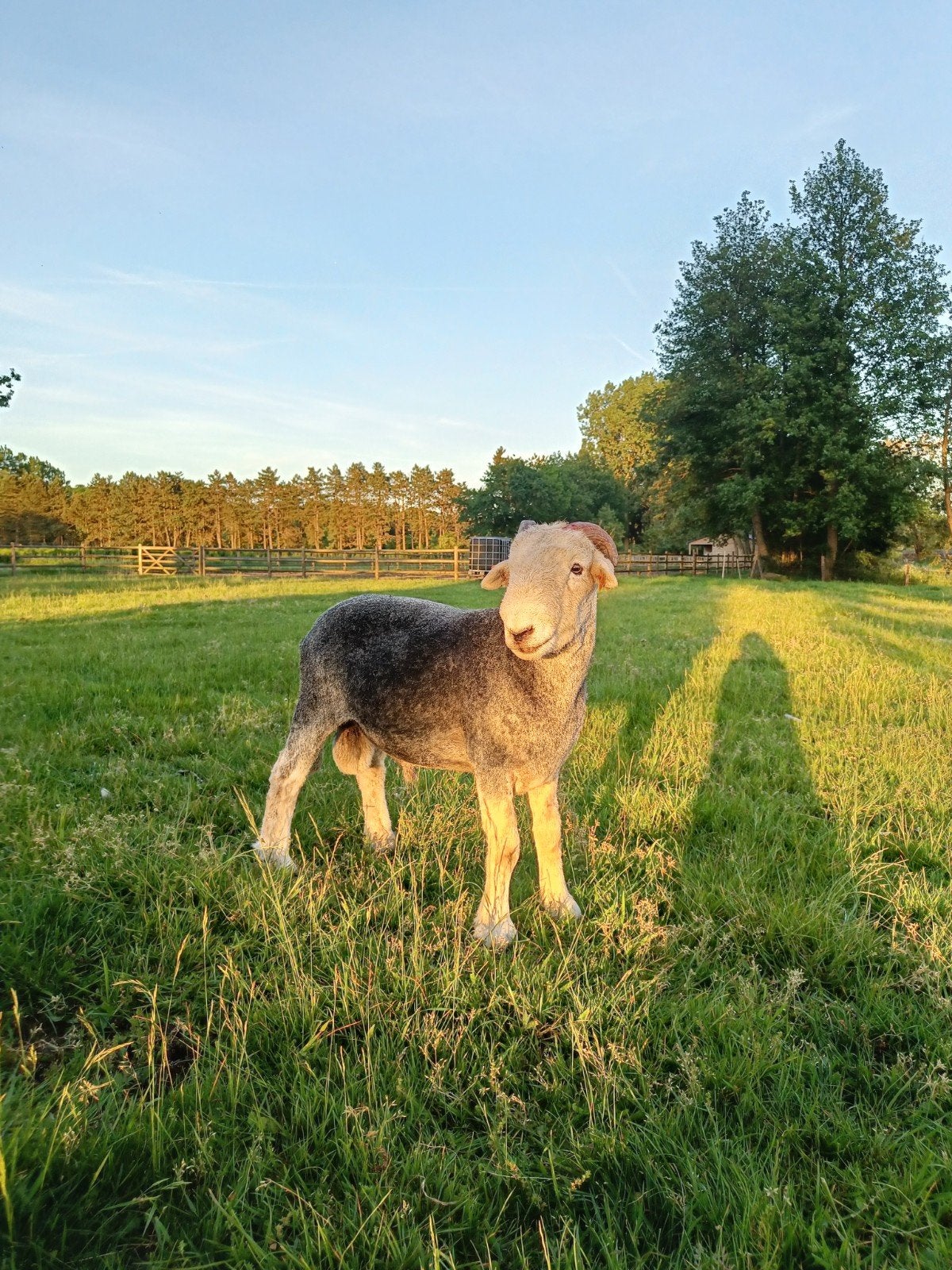 Herdwick ram te koop, Avril, Mâle