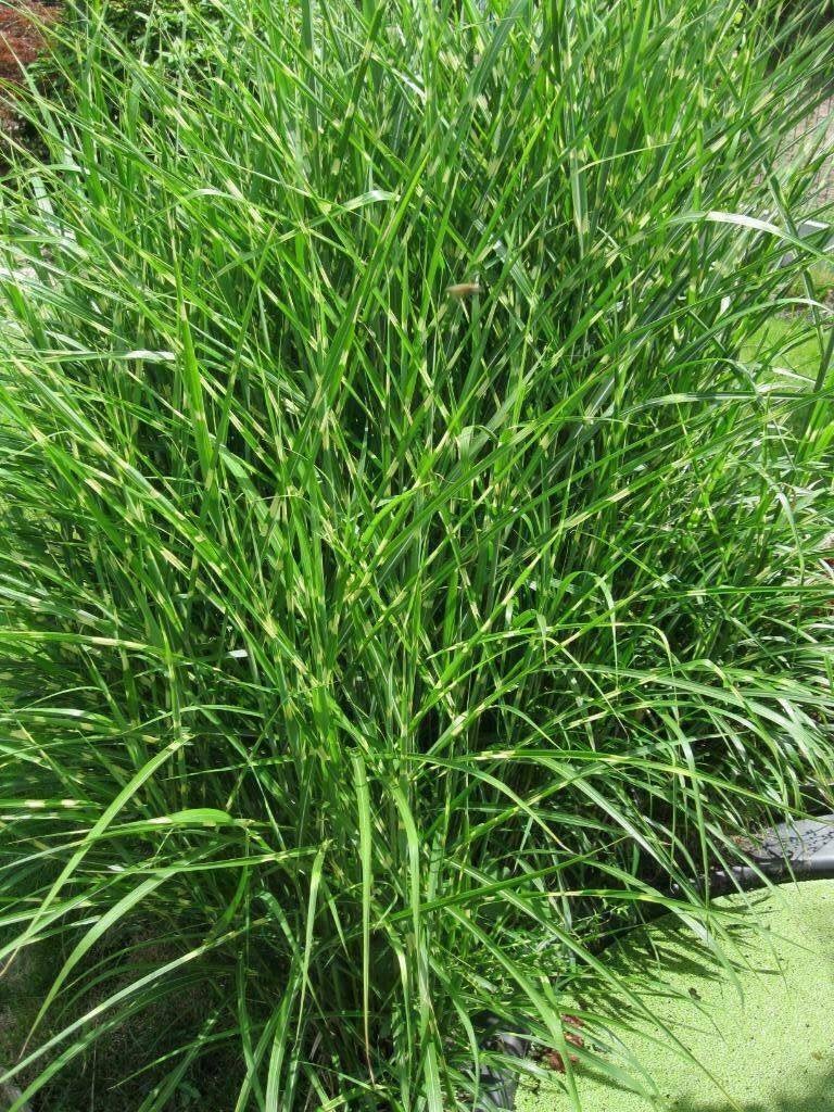 zebragras Miscanthus sinensis Zebrinus, Tuin en Terras, Ophalen, Gras