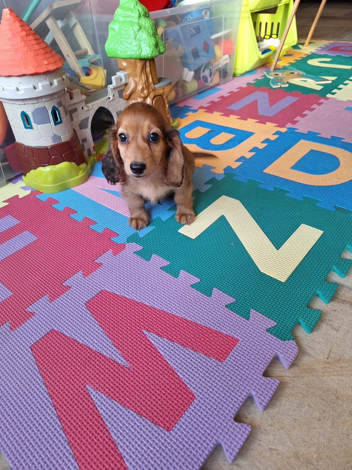 Langharige dwergteckel pups, België, CDV (hondenziekte), 8 tot 15 weken, Dwerg