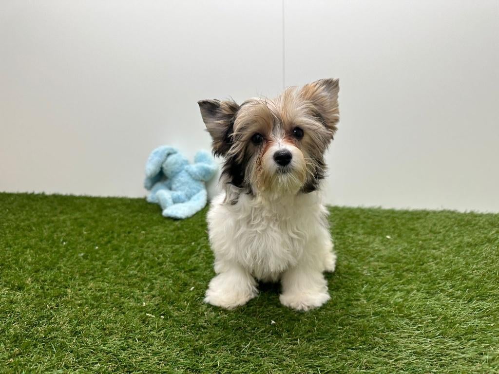 Biewer Yorkshire Terrier pups, Dieren en Toebehoren, Yorkshire Terriër, België, 8 tot 15 weken, Parvo