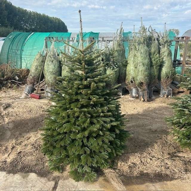 Nordmann kerstboom met kluit, kerstbomen in pot, Enlèvement ou Envoi, En pot