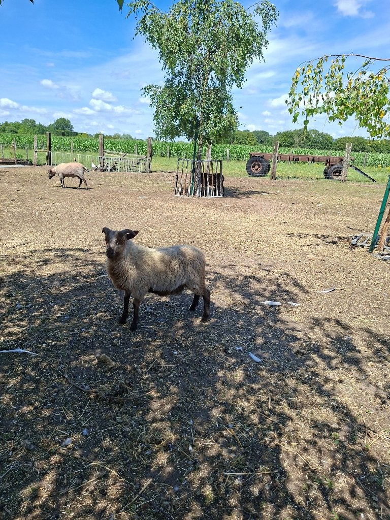 Shetland schaap ram, Dieren en Toebehoren, Schapen, Geiten en Varkens, Mannelijk, Schaap, 0 tot 2 jaar