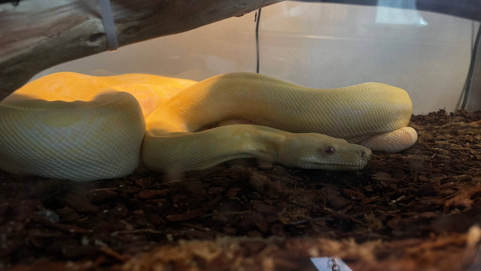 Bci + terra, Dieren en Toebehoren, Reptielen en Amfibieën