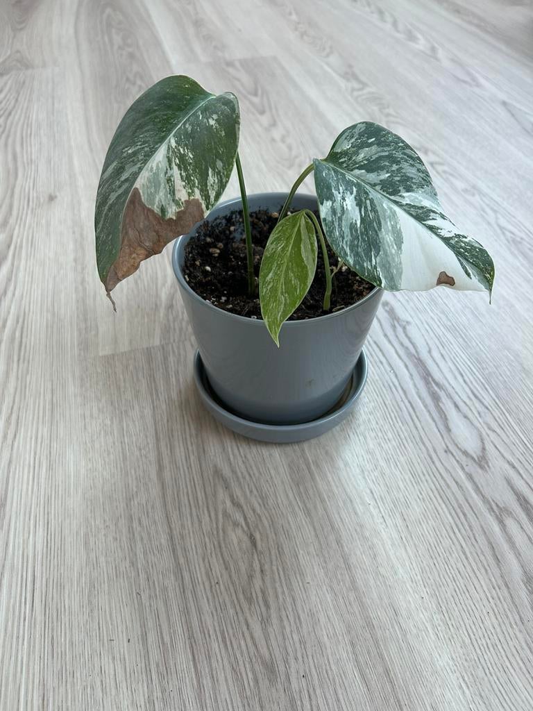 Monstera albo variegata plant, Huis en Inrichting, Kamerplanten, Ophalen of Verzenden