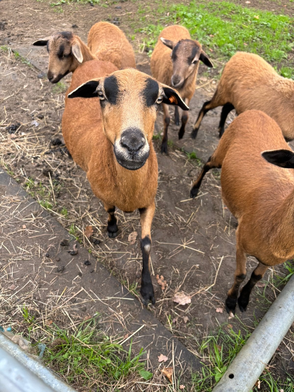 Kameroen schapen, Dieren en Toebehoren