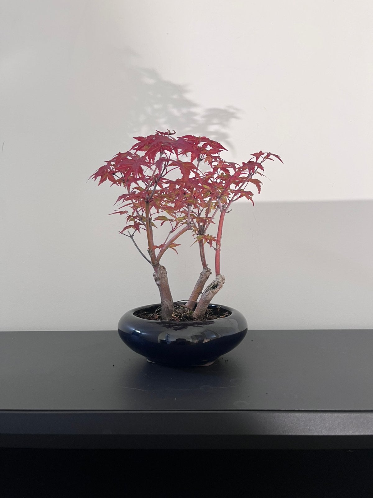Acer Deshojo bonsai, Verzamelen, Swarovski, Ophalen, Zo goed als nieuw