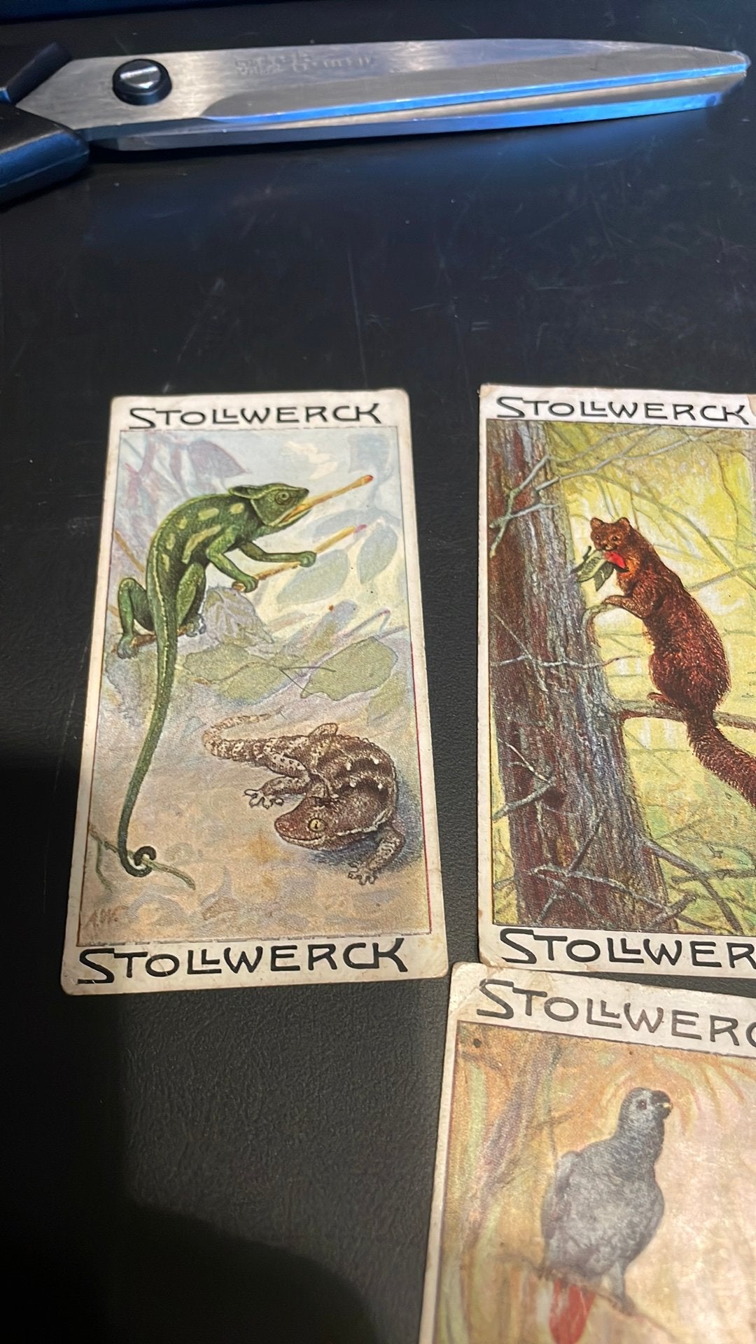 Stollwerck chromo groep 7(x3a), Verzamelen, Gebruikt, Ophalen of Verzenden, 1940 tot 1960, Dier