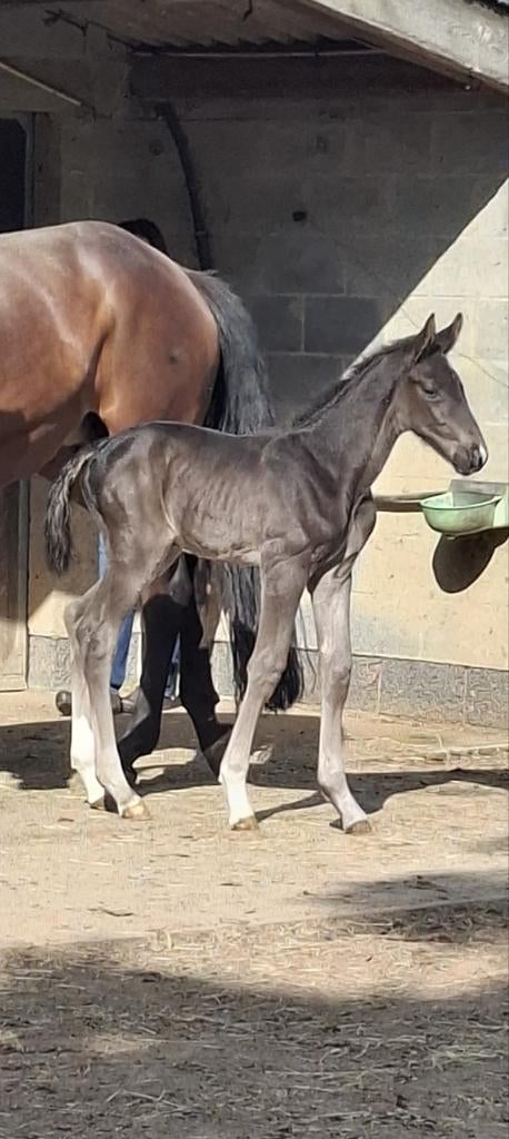 Te Koop: hengsten veulen, Dieren en Toebehoren, Paarden, Z