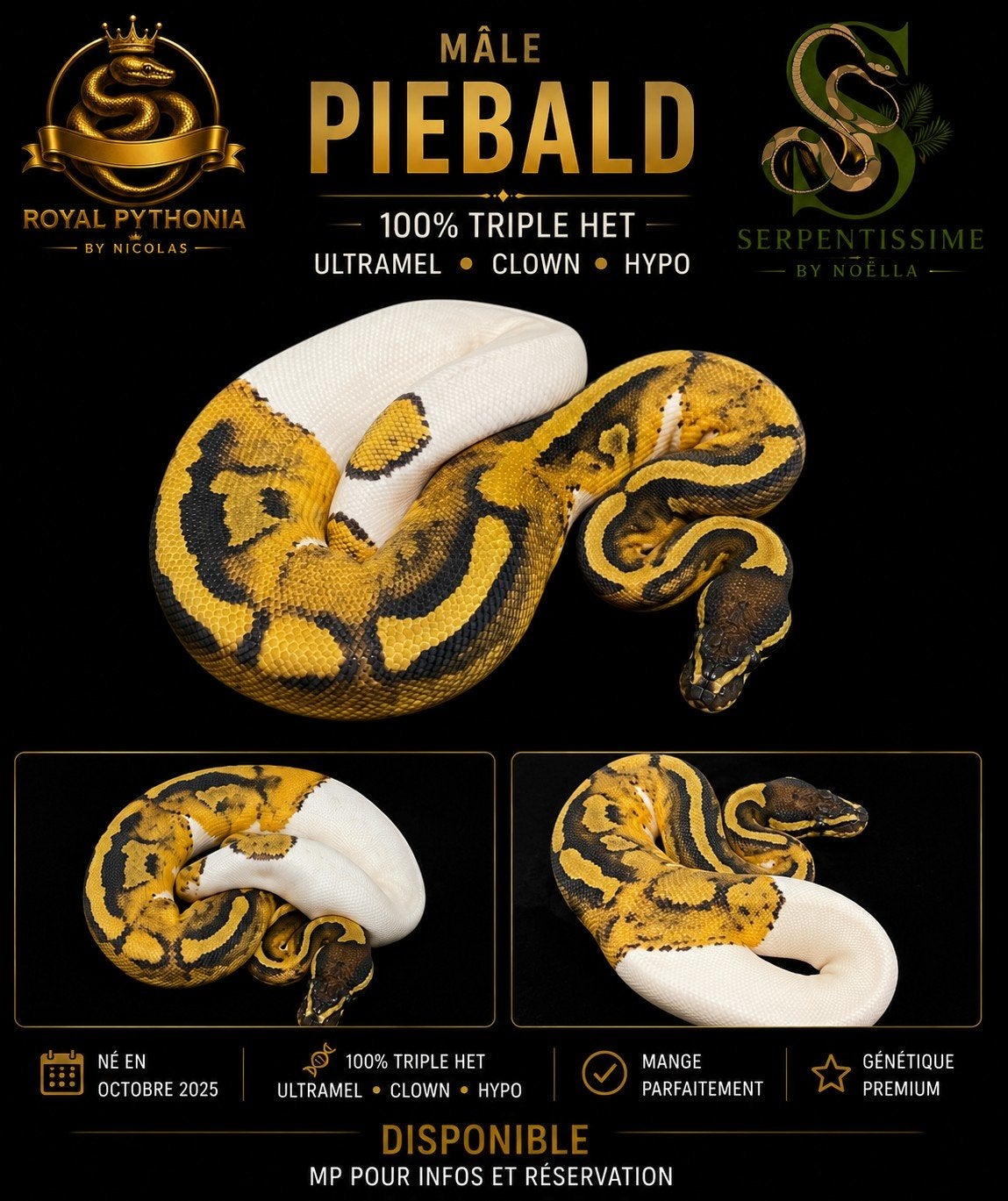 Piebald 100 % Triple het, Animaux & Accessoires, Enlèvement