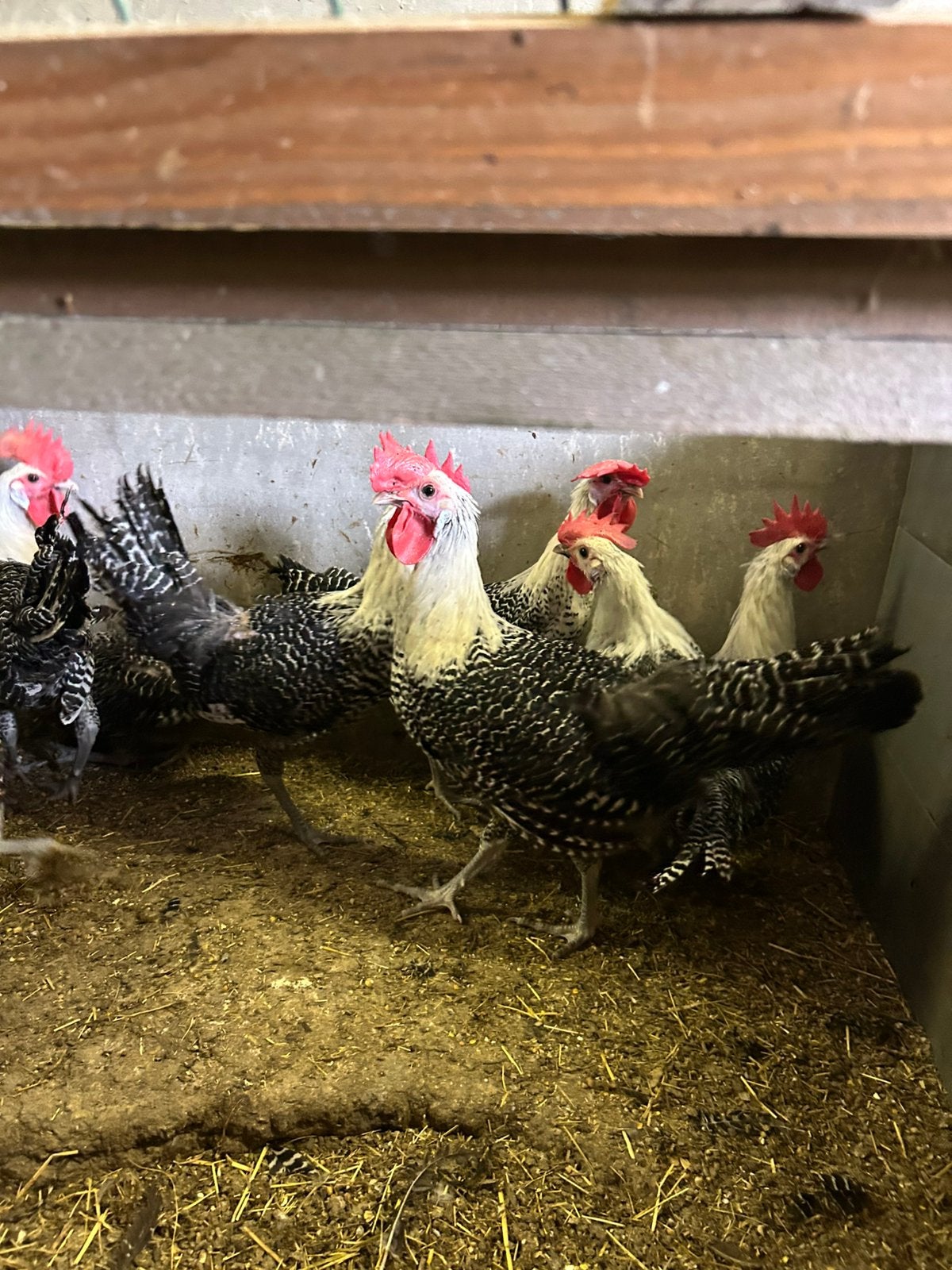 Kempense hoen haan, Dieren en Toebehoren, Pluimvee