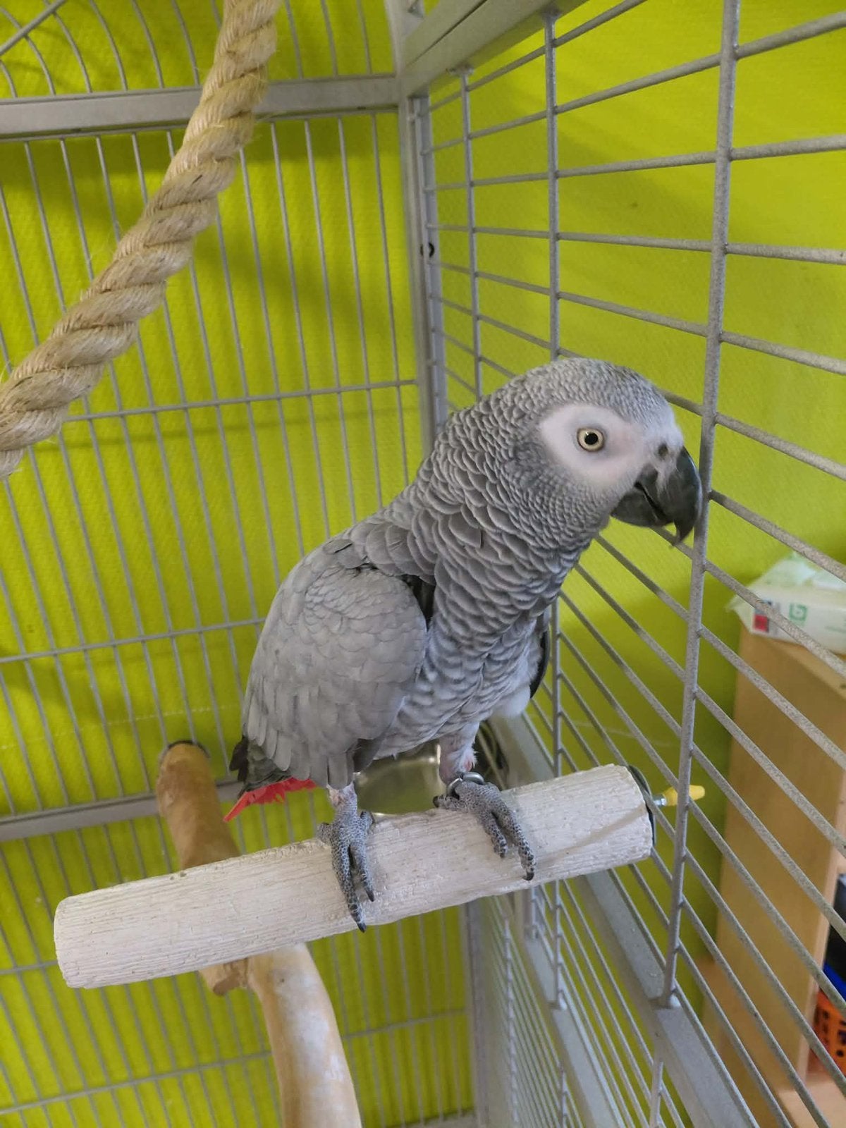 Gabonese grijs, Dieren en Toebehoren, Vrouwelijk, Papegaai