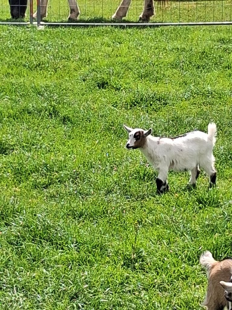 Moeder geit met 3 lammetjes, Plusieurs animaux, Chèvre, 0 à 2 ans