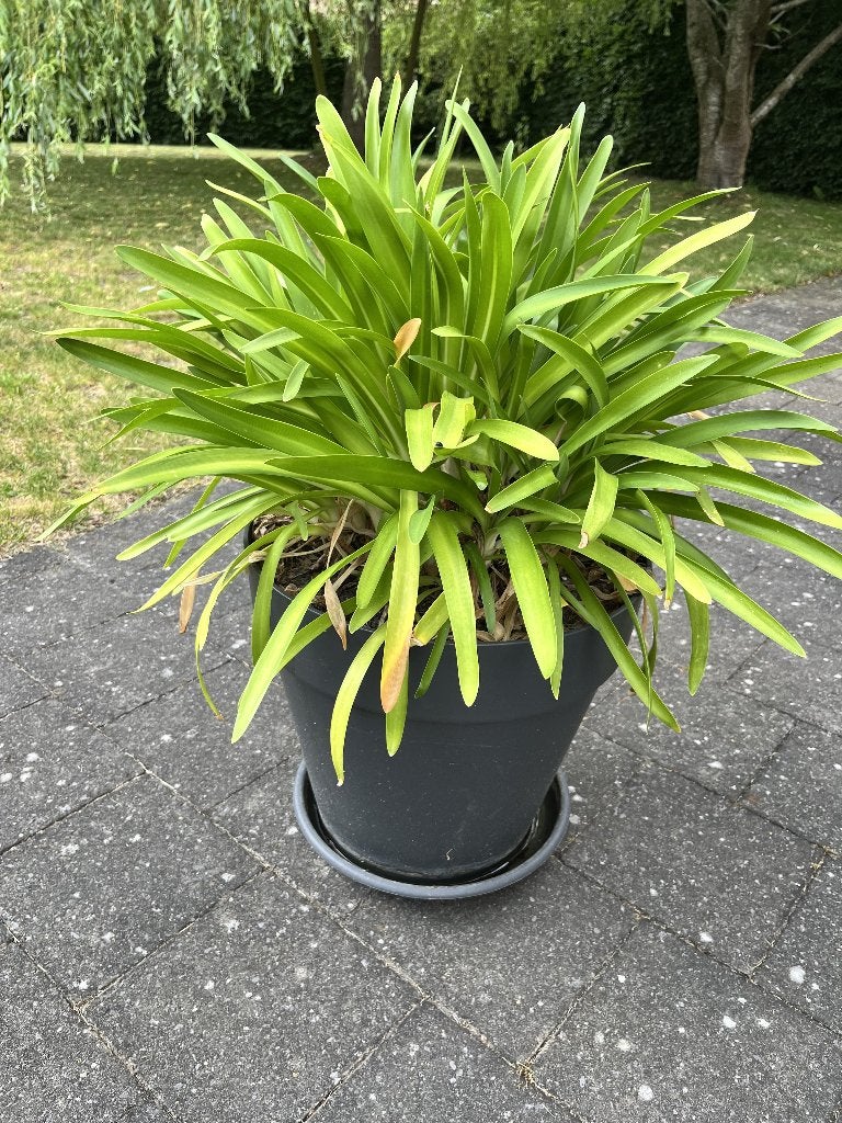 agapanthus, Tuin en Terras, Ophalen, Zomer