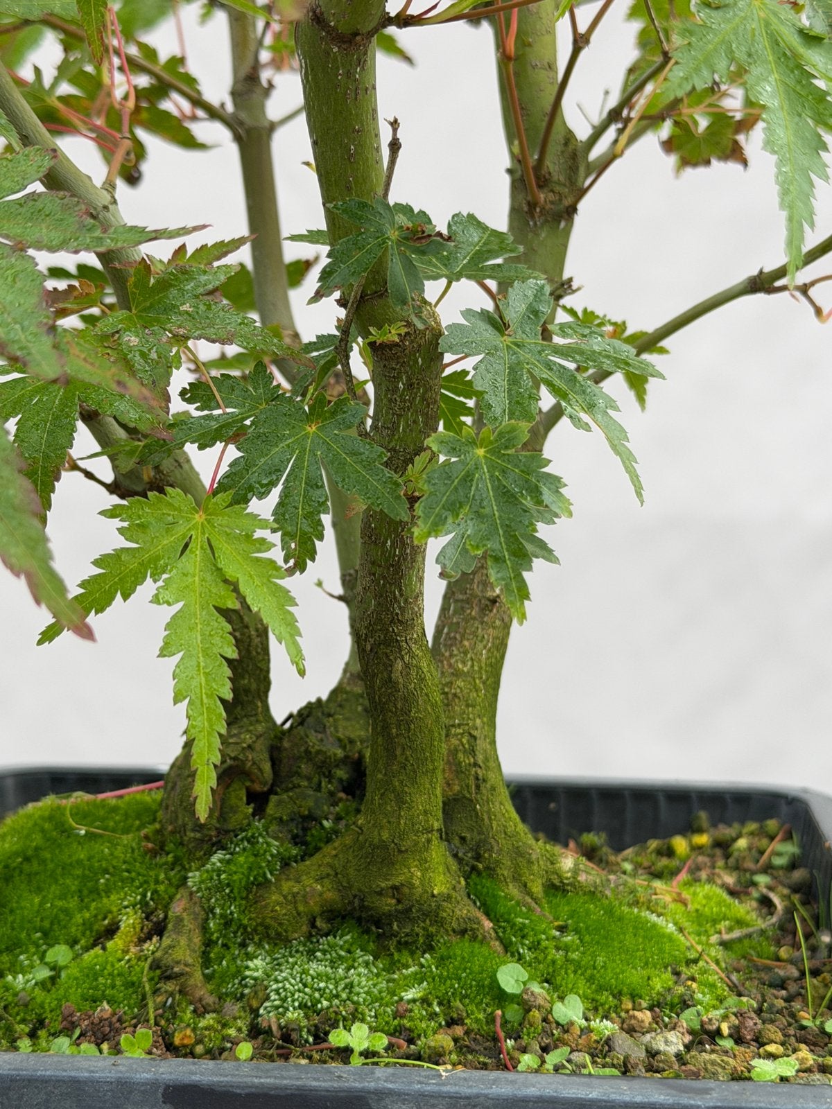Bonsai, acertje vierstam, Jardin & Terrasse, Enlèvement ou Envoi