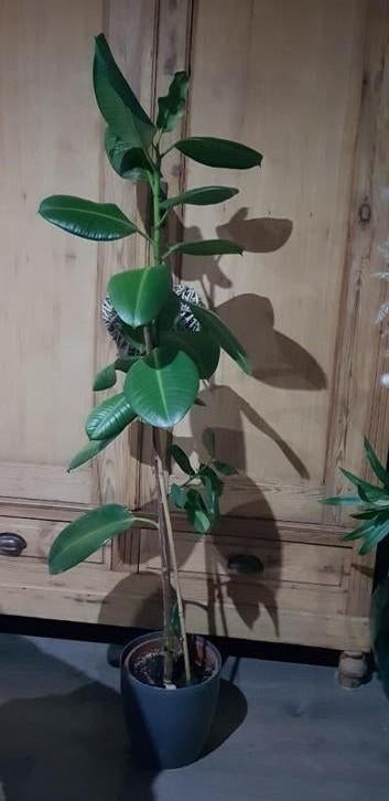 Ficus elastica, Ficus, Enlèvement, 100 à 150 cm, Plante verte