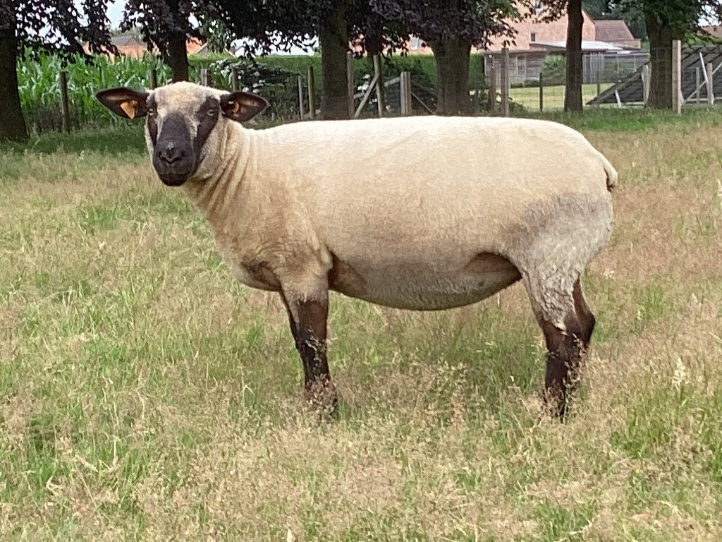 Schapen : 1 ooi en 1 ram te koop, Plusieurs animaux, Mouton, 0 à 2 ans