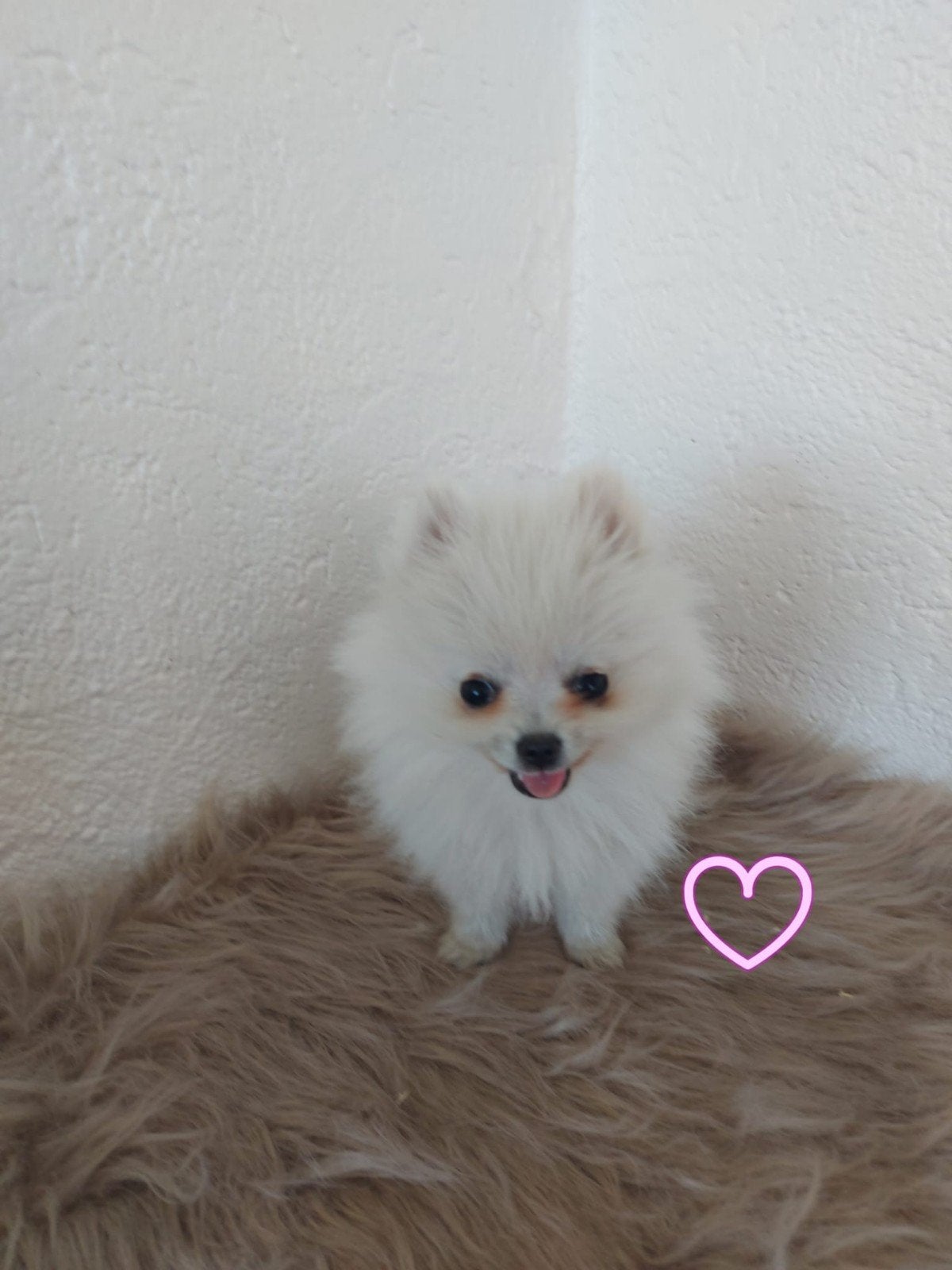 pomeriaantjes/dwergkeesjes, België, Keeshond, CDV (hondenziekte), 8 tot 15 weken