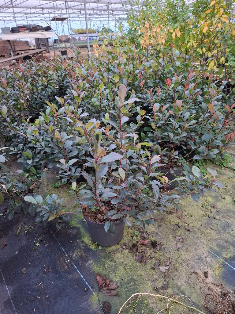 Photinia little red robin, Ophalen, Overige soorten, Haag