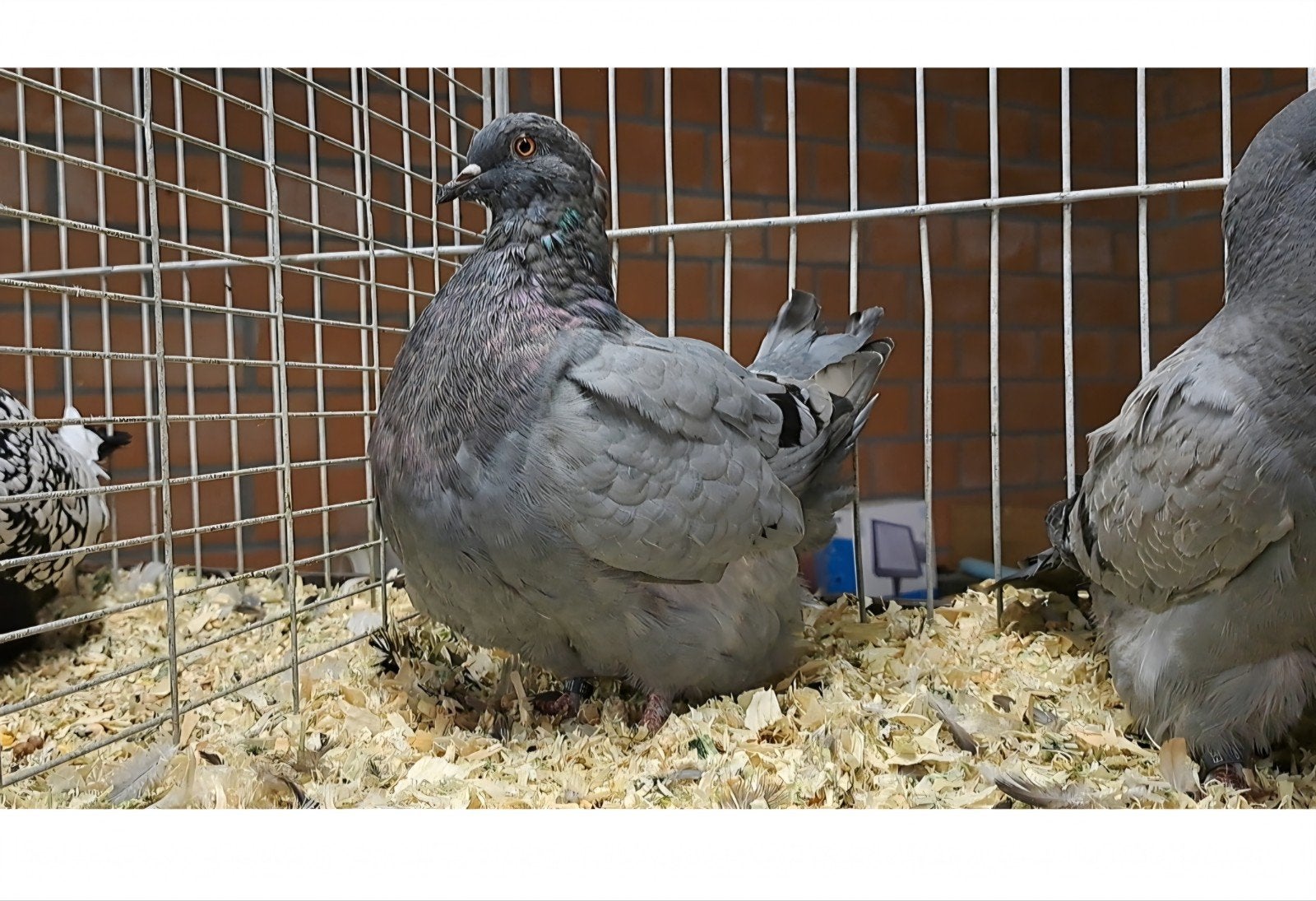 mondain duiven, Dieren en Toebehoren