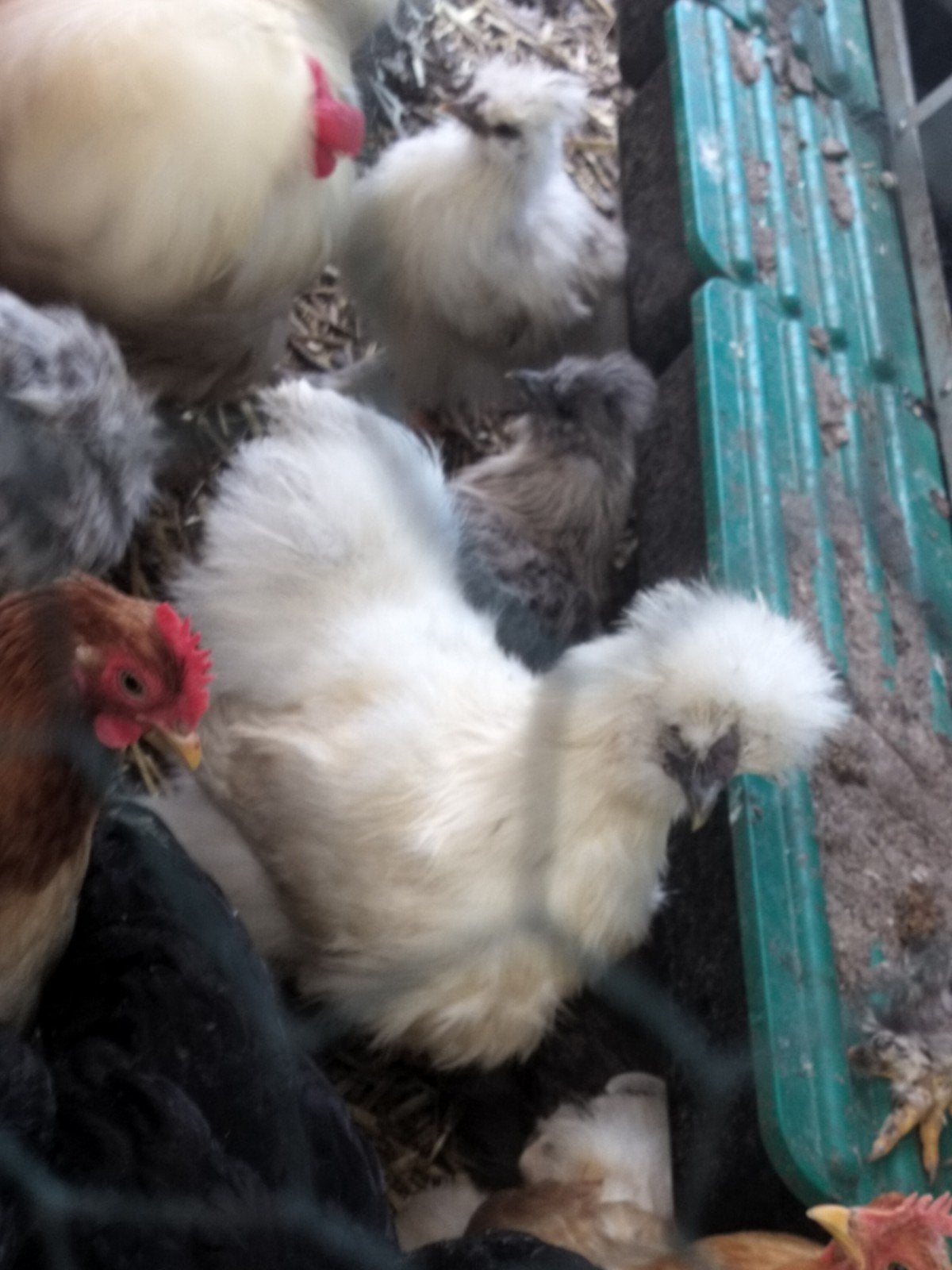Gratis haantjes, Dieren en Toebehoren, Pluimvee