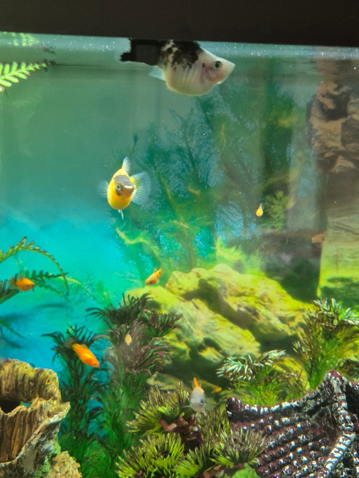 Te geef diverse soorten platy's, vele kleuren. ca 50 stuks, Dieren en Toebehoren