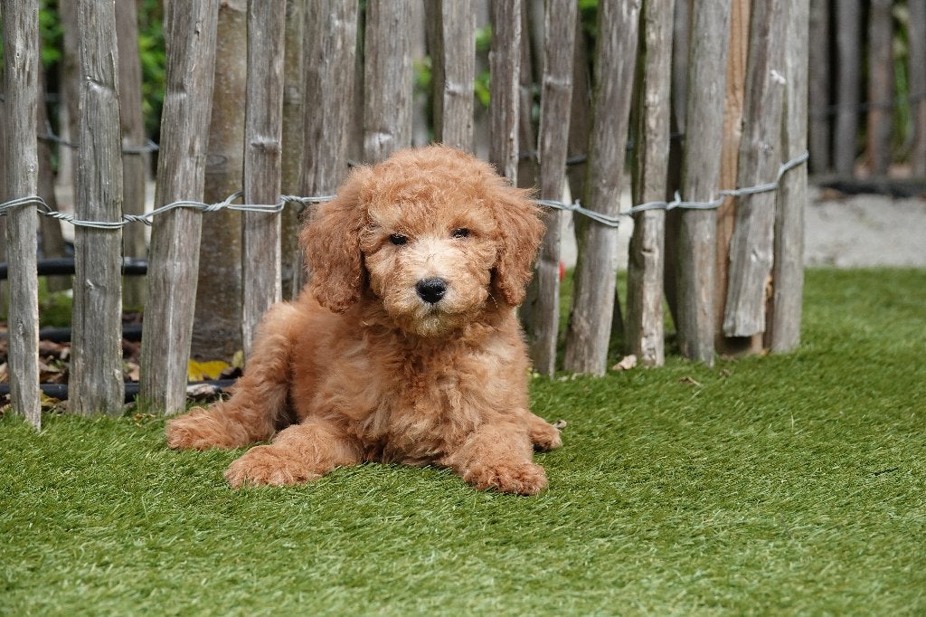 Prachtige abrikoze Mini-Labradoodle, met stamboom, België, Overige rassen, CDV (hondenziekte), 8 tot 15 weken