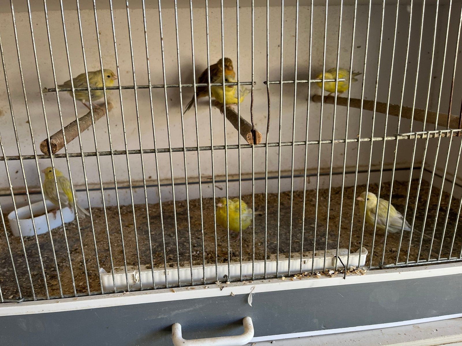 Kanaries : geel agaat, Dieren en Toebehoren, Vogels | Overige Vogels, Geslacht onbekend