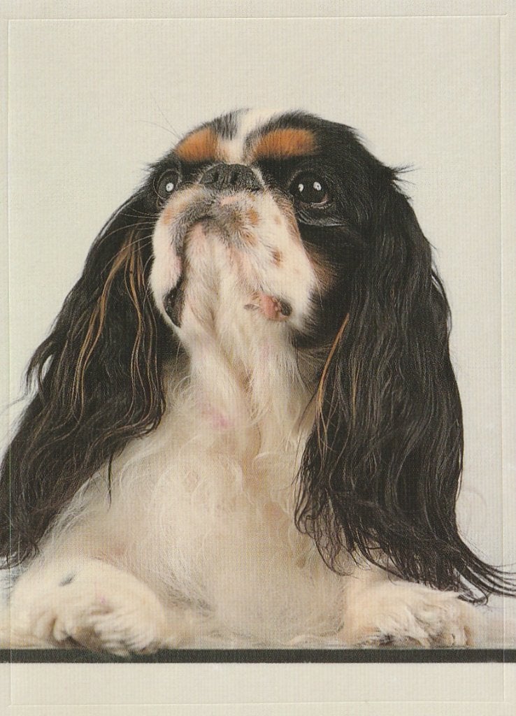 CHROMO  KING CHARLES SPANIEL, Verzamelen, Foto's en Prenten, Verzenden, Nieuw, Dier, Prent