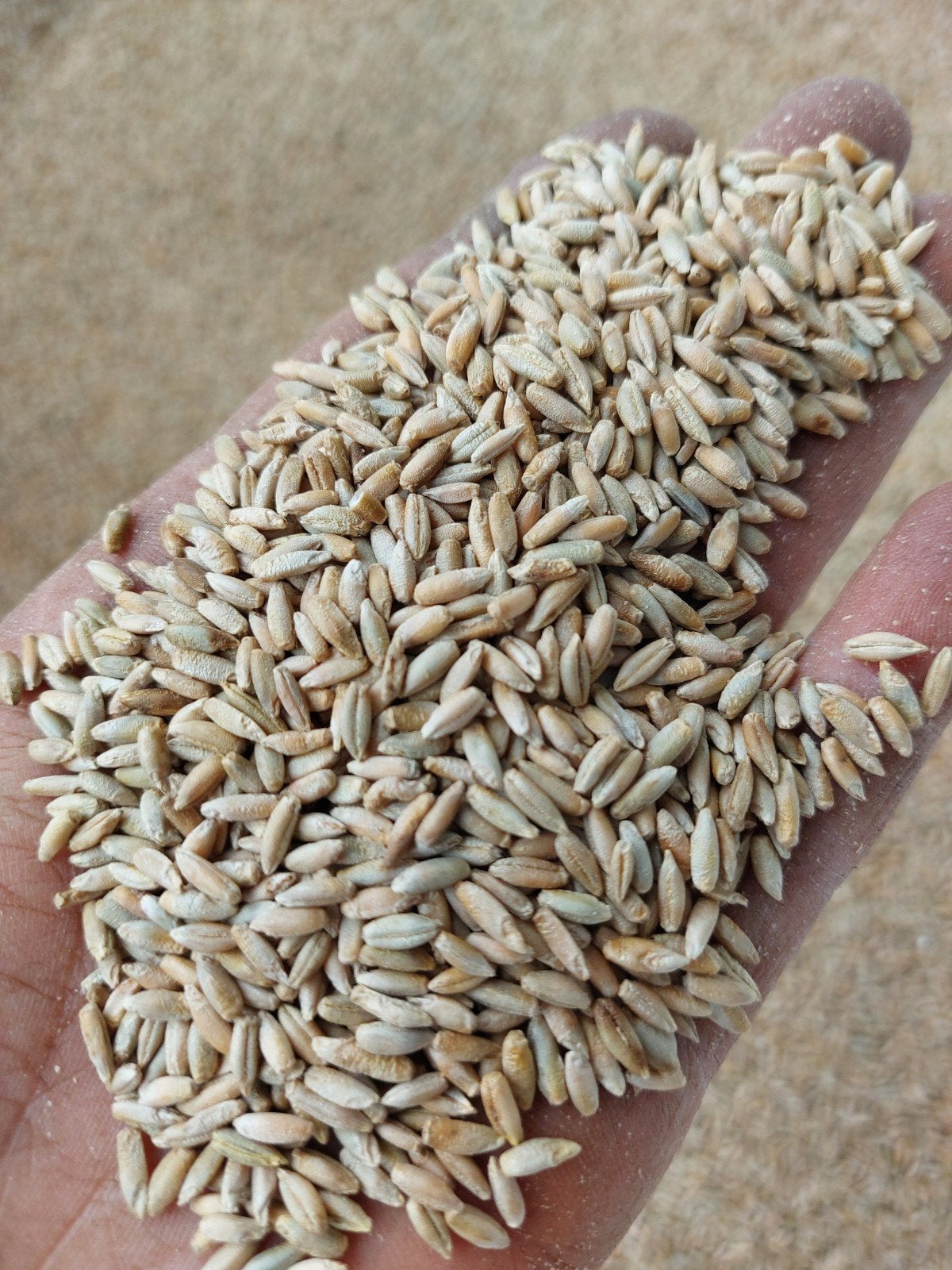 GERST  (diervoeder, pluimvee, vogels, vee) per 20kg, Dieren en Toebehoren, Ophalen, Vee