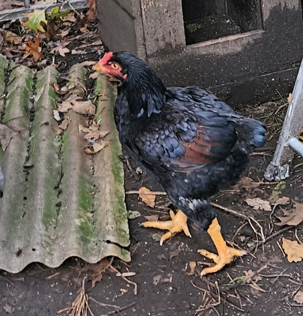 Grote Indische vechter, Juni, Meerdere dieren