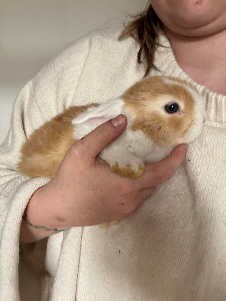 Mini lopje vrouwelijk, Dieren en Toebehoren, Konijnen, Vrouwelijk