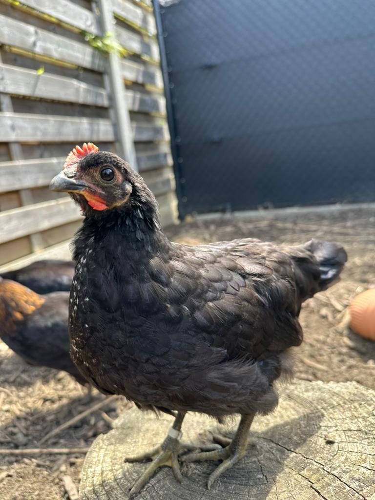 Silverudd Blue haan, Dieren en Toebehoren, Pluimvee