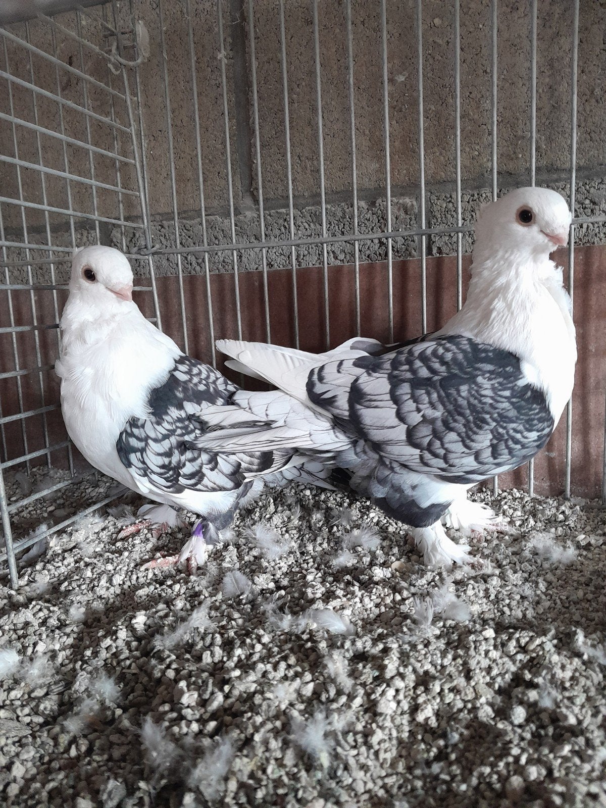 Oud-Oosterse Meeuwen., Dieren en Toebehoren