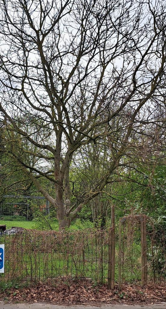 Gratis hout notelaar - in ruil voor vellen, Ophalen, Overige houtsoorten