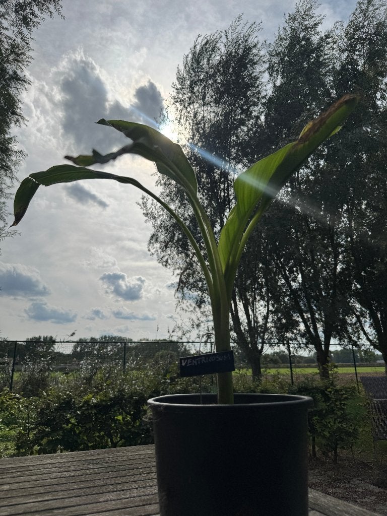 6 x Ensete ventricosum 1 jaar oud (grote pot), Ophalen, Vaste plant, Overige soorten, Volle zon