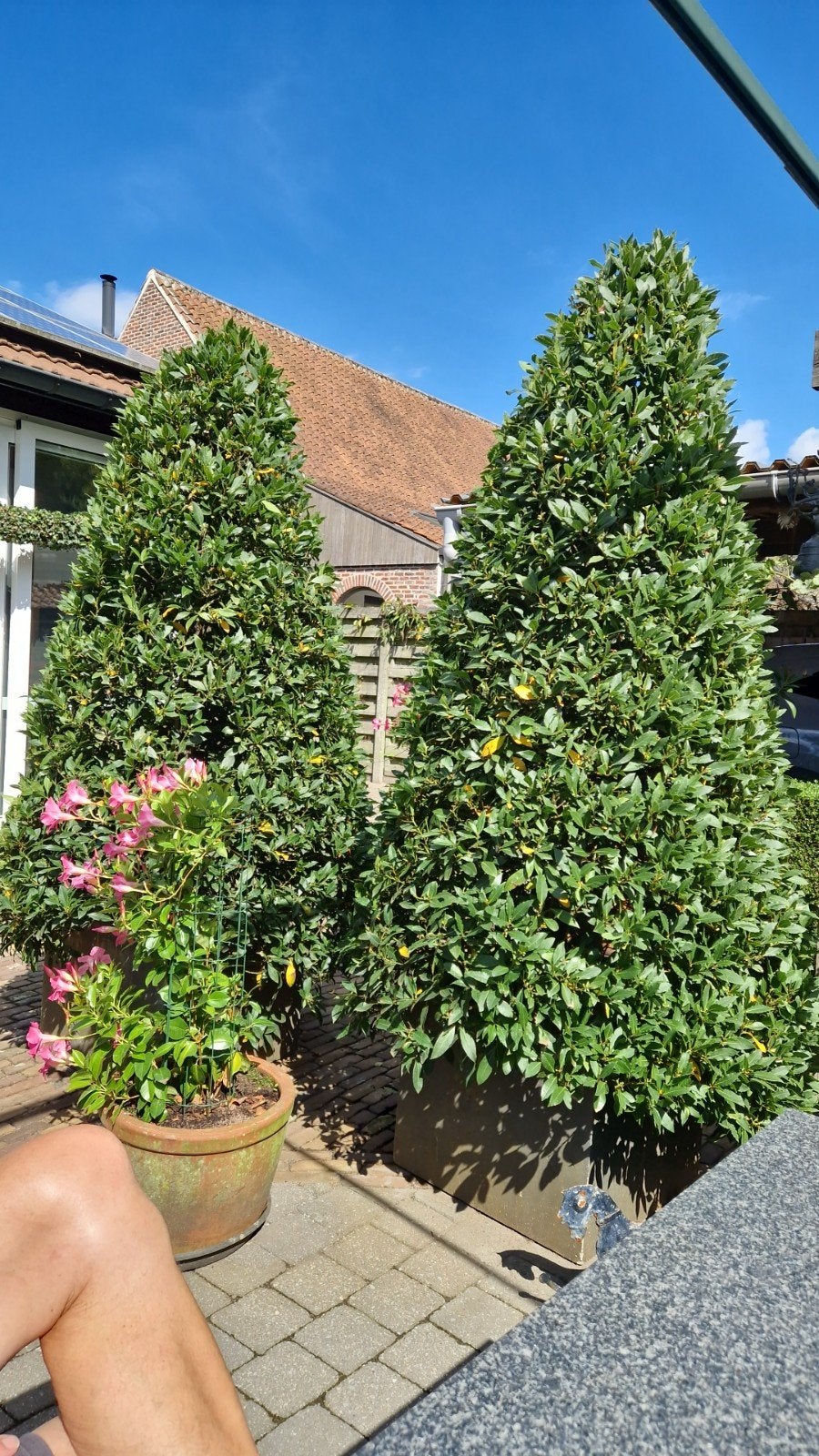 2 laurierbomen in pot, Tuin en Terras, Ophalen, In pot, 100 tot 250 cm