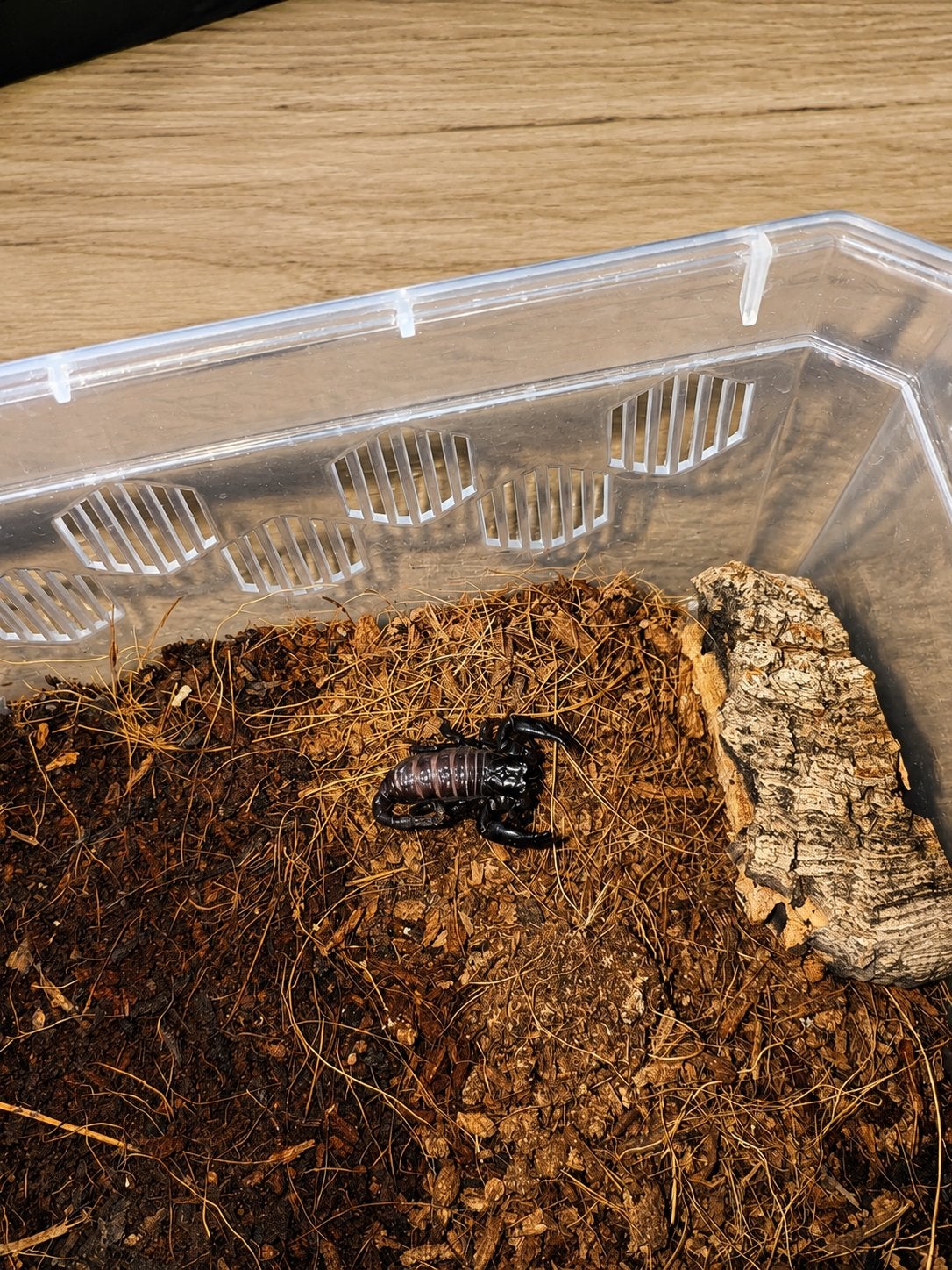 Heterometrus cyaneus (Scorpion de la Forêt-Bleue), Araignée ou Scorpion