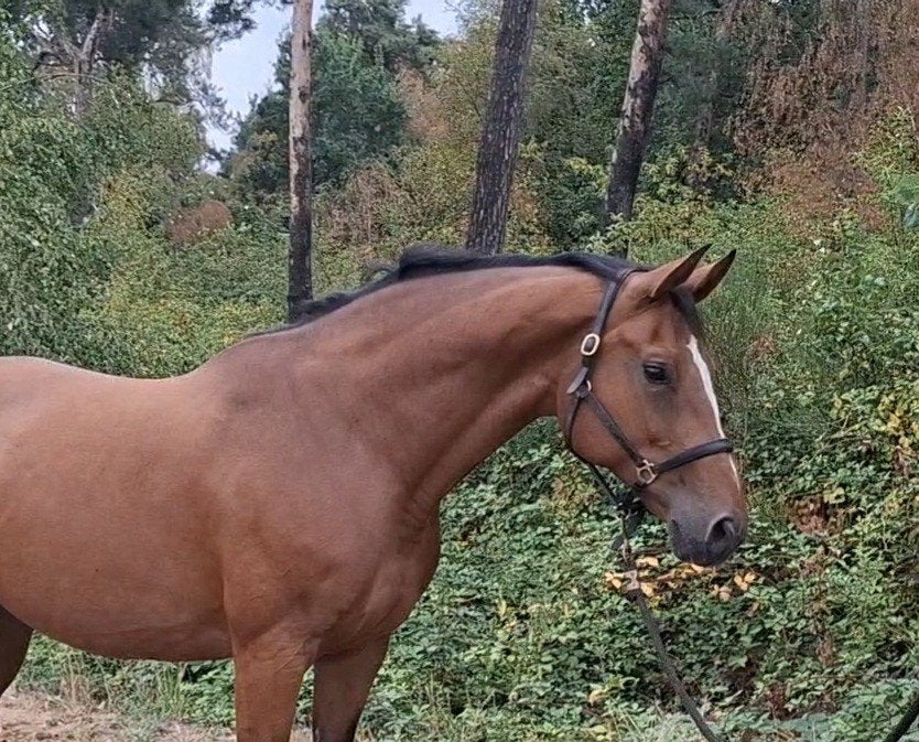 Chique 9 jr merrie v sport of fokkerij Arezzo VDL (G Label), Dieren en Toebehoren, Paarden, Merrie, Springpaard, L, 7 tot 10 jaar